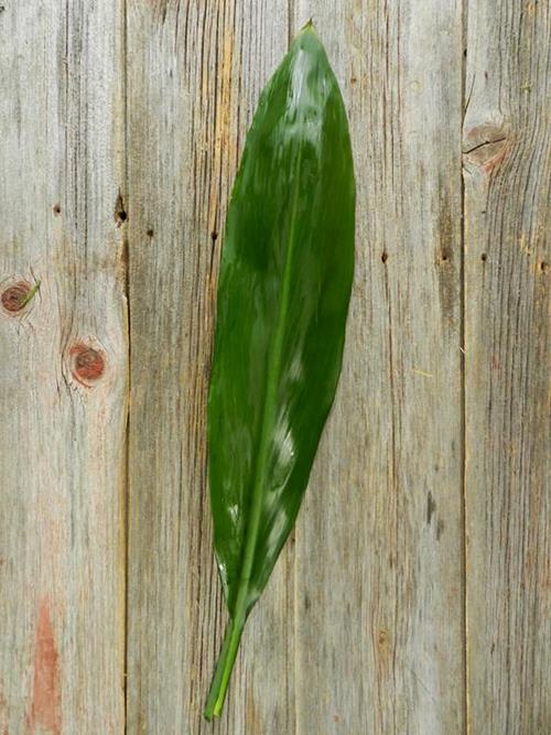 GREEN TI LEAVES